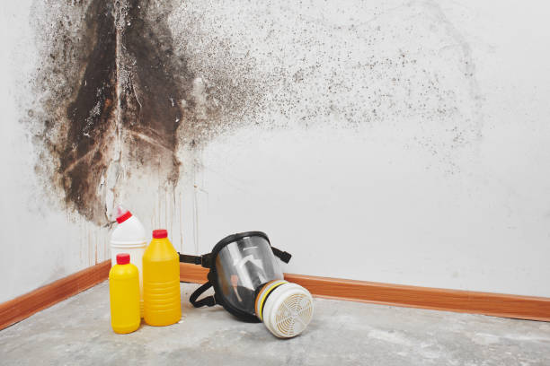 Best Insurance-Related Mold Remediation in Royal Oak, MI