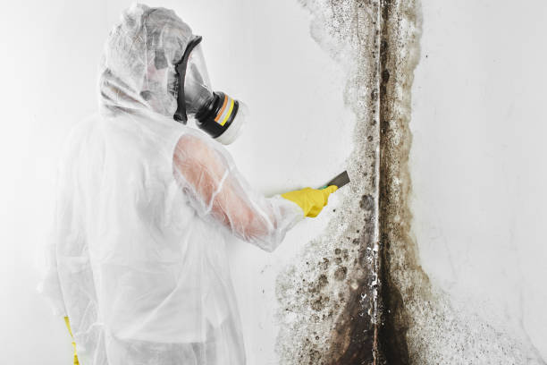 Best Post-Flood Mold Remediation in Royal Oak, MI