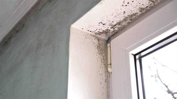 Best Mold Remediation for Specific Building Types in Royal Oak, MI