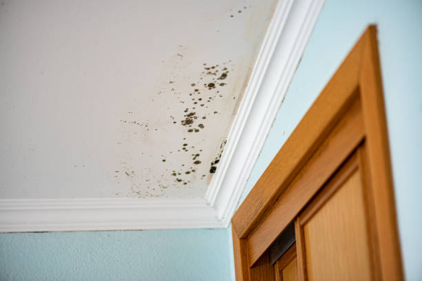 Best Insurance-Related Mold Remediation in Royal Oak, MI