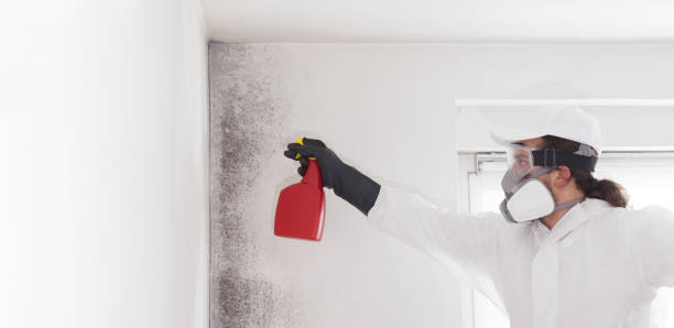 Best Residential Mold Remediation in Royal Oak, MI