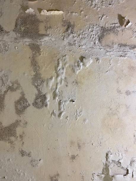 Royal Oak, MI Mold Remediation Company