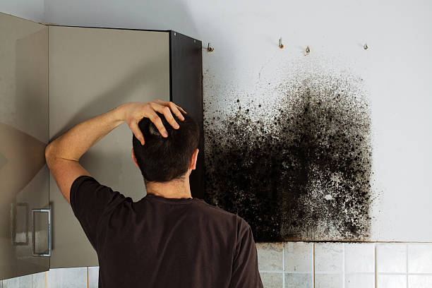 Best Black Mold Remediation in Royal Oak, MI