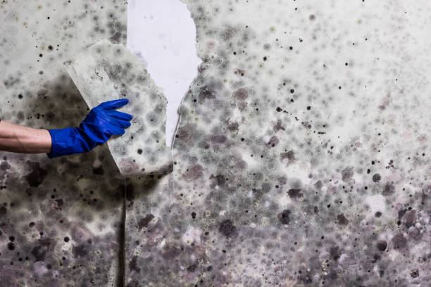 Best Kitchen Mold Remediation in Royal Oak, MI